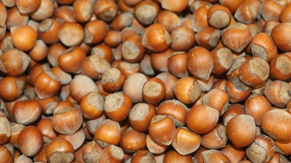 Fındık fiyatlarında flaş gelişme! Ve başladı