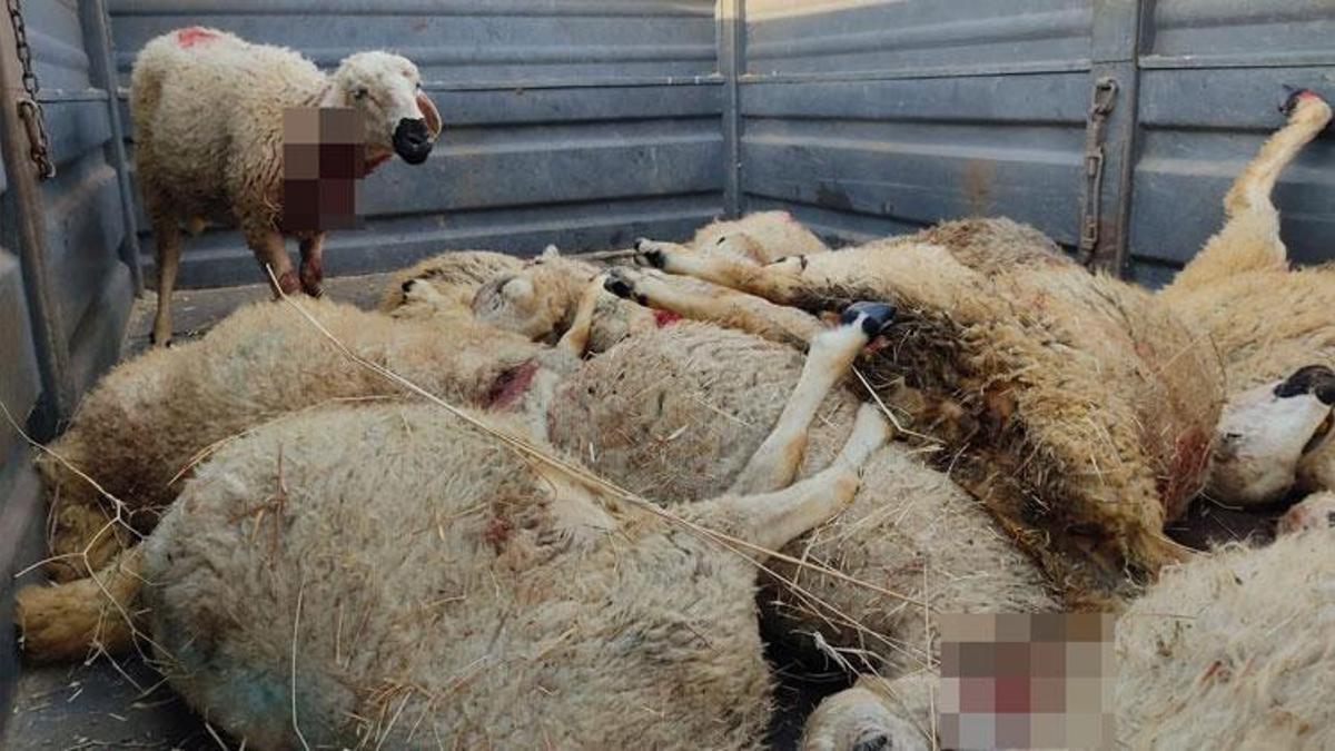 Köye inen bozayı ağıla girip 17 küçükbaş hayvanı öldürdü