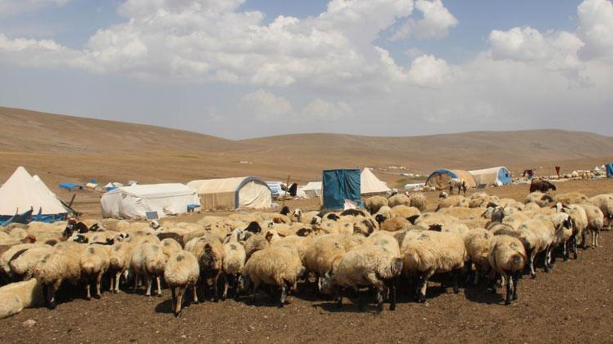 Erzurum’da 300 hane ile oba hayatı yaşayan göçerler 20 bin hayvana bakıyor