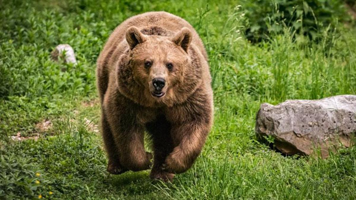 Ayı eti yenir mi? Ayı eti haram mı? Ayı eti helal mi? Ayı etinin tadı nasıl?