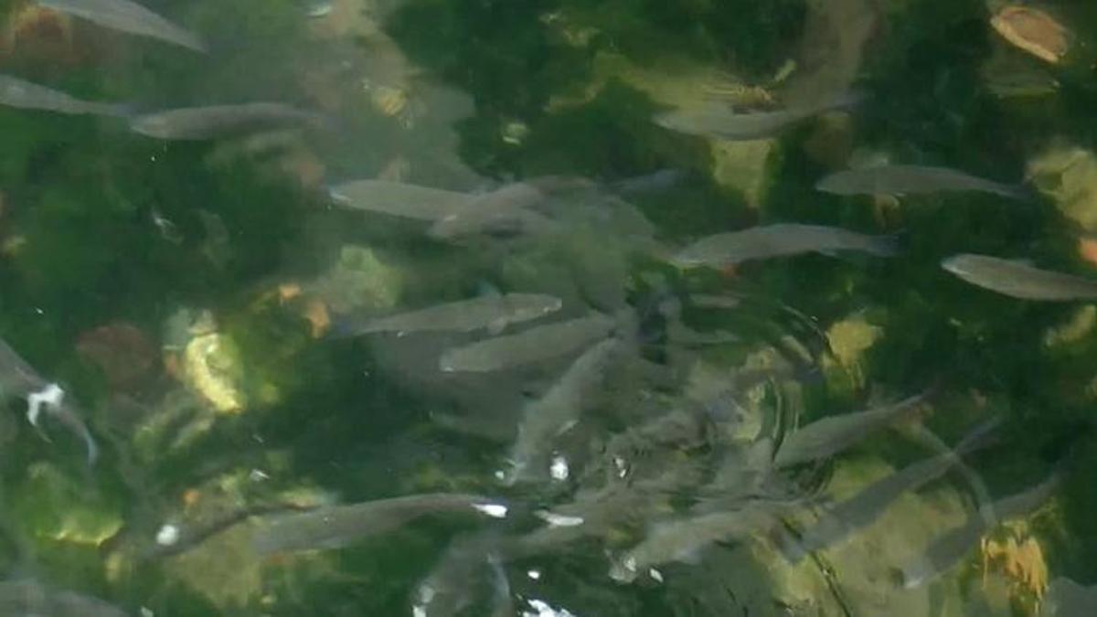 Balıkçılık av sezonu öncesi Marmara için uyarı