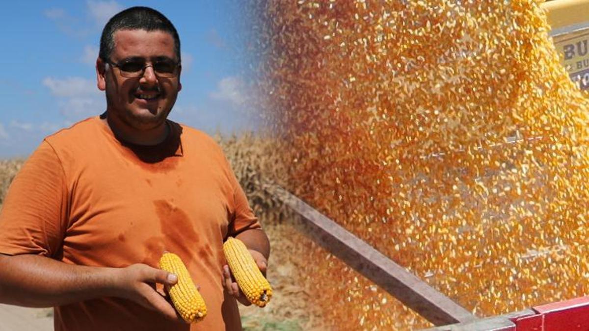 Tarımda bir ilk! Mısırı kuma ekti, yüzde 20 fazla verim aldı