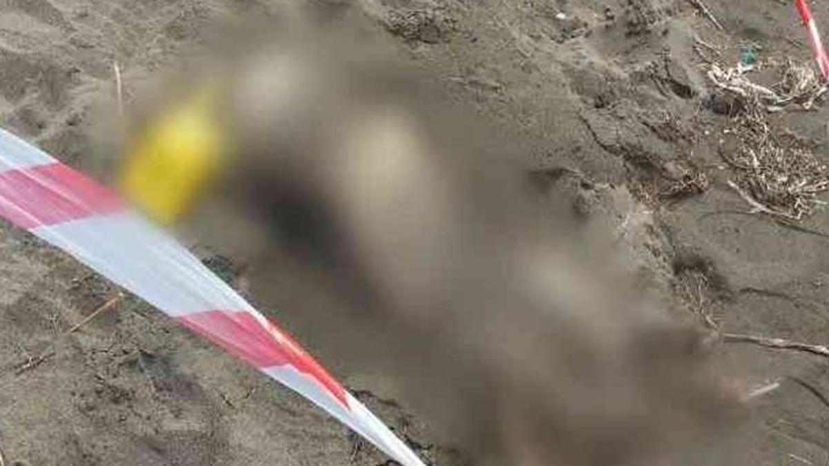 Samsun'da dehşete düşüren olay! Sahilde bulundu