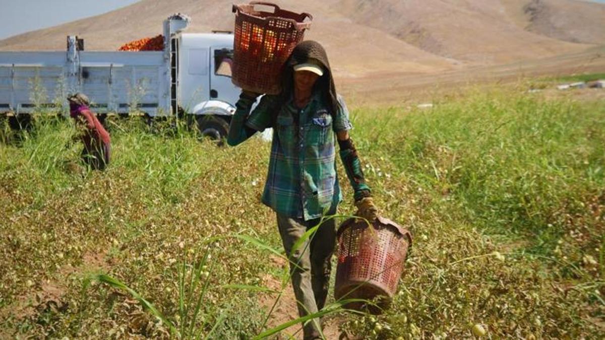 Domatesin tarla ile market fiyatları arasındaki fark isyan ettirdi