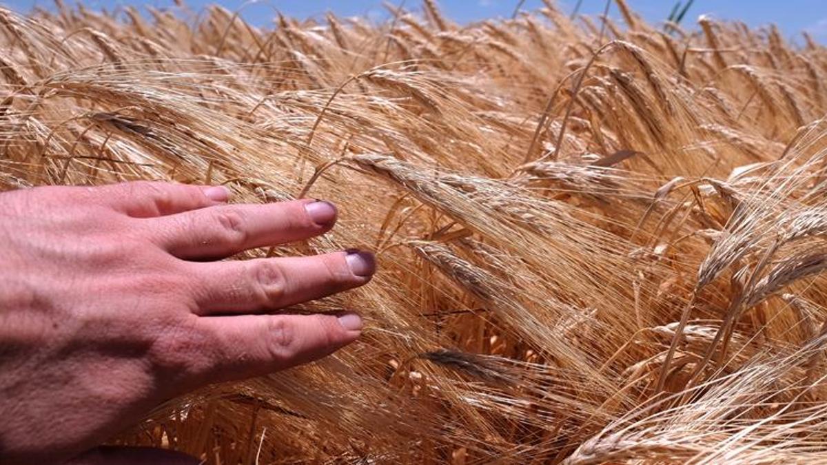 Türkiye'nin tahıl ambarında bu yıl hasat 2,2 milyon ton oldu