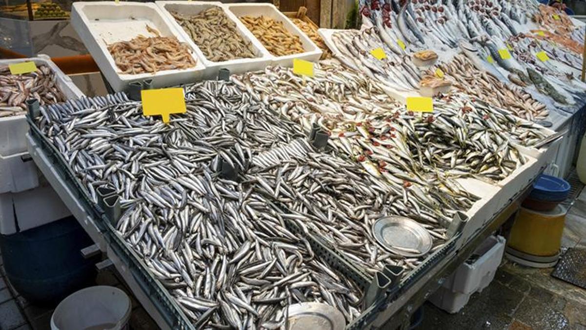 Av yasağı ne zaman bitiyor? Av sezonu ne zaman açılıyor? Balık fiyatları ne kadar olur?
