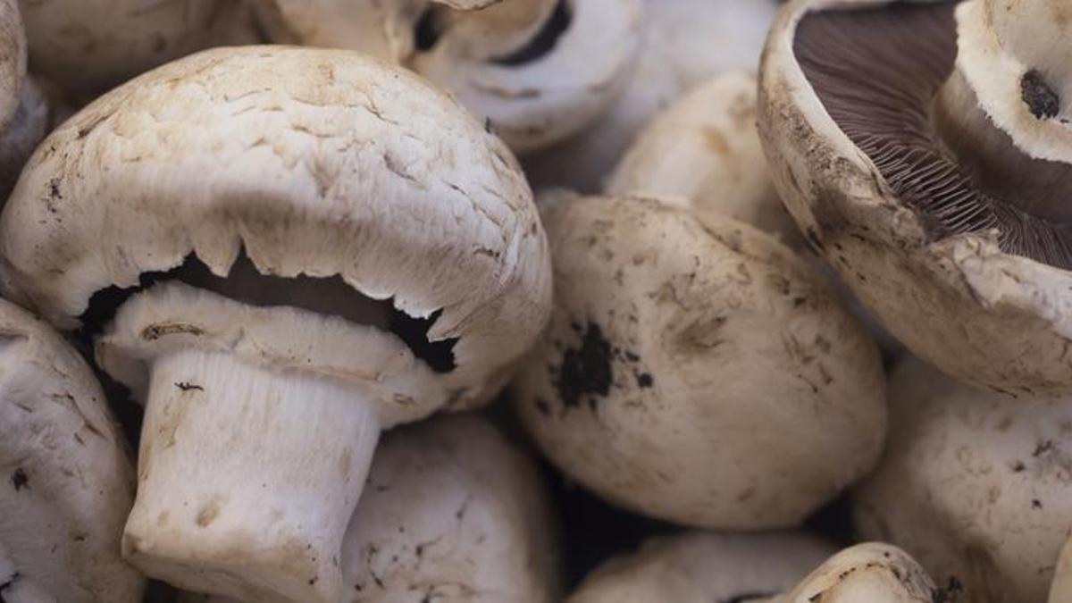 Mantar zehirlenmelerine dikkat
