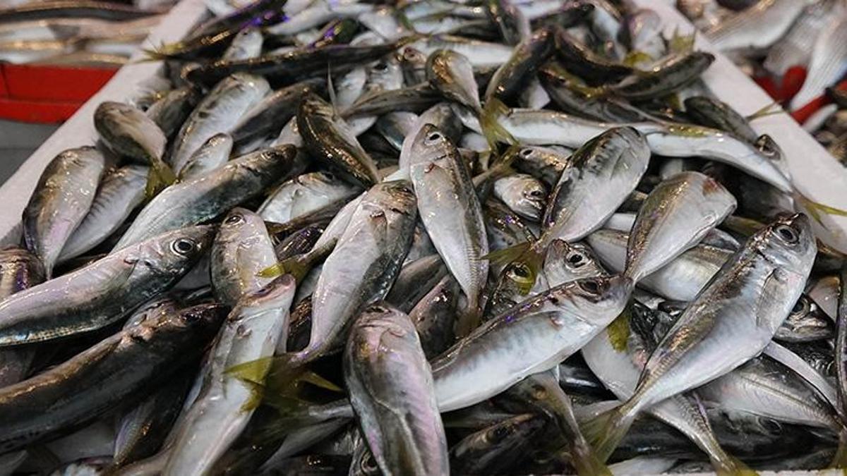 Balık fiyatları ile ilgili son dakika açıklaması! Yarıdan fazla ucuzladı, işte ikinci günde güncel fiyatlar