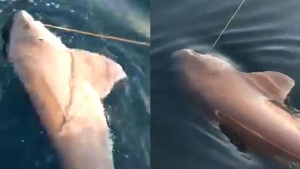 Oltasına takılan 3 metrelik köpek balığını tekrar denize saldı