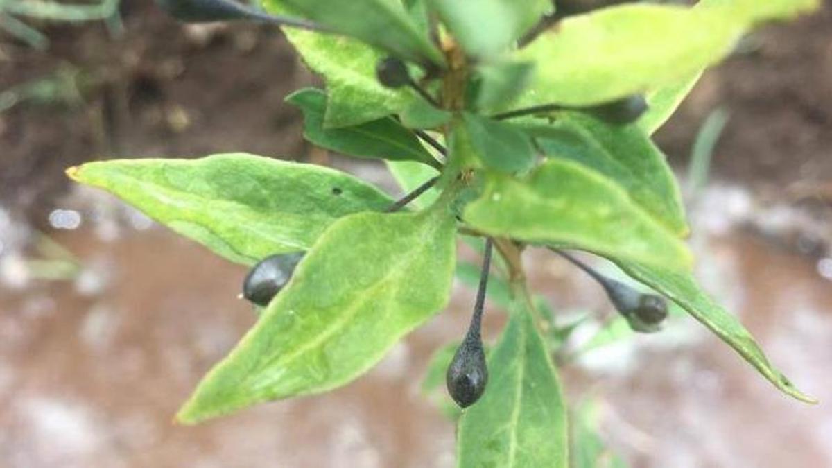 Goji berry fideleri meyve vermeye başladı