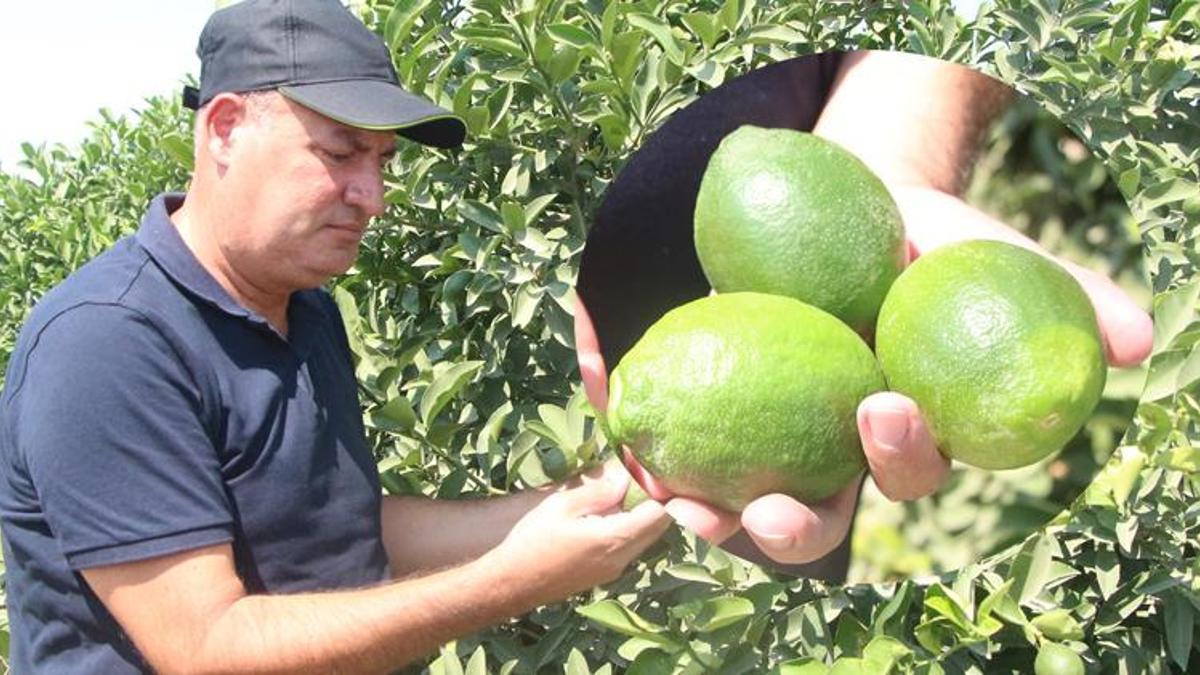 Hasadına hazırlanılan limon dalında 8 liraya satılıyor