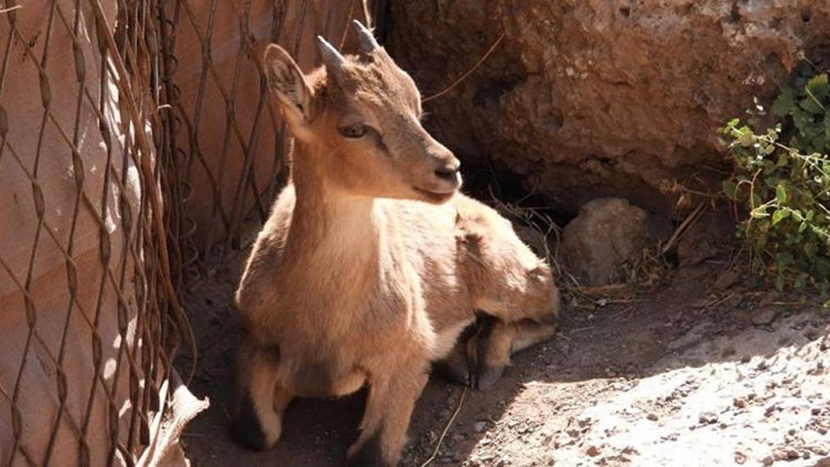 MSB, 'Sizi güzeller güzeli dağ keçisiyle tanıştıralım' diyerek paylaştı