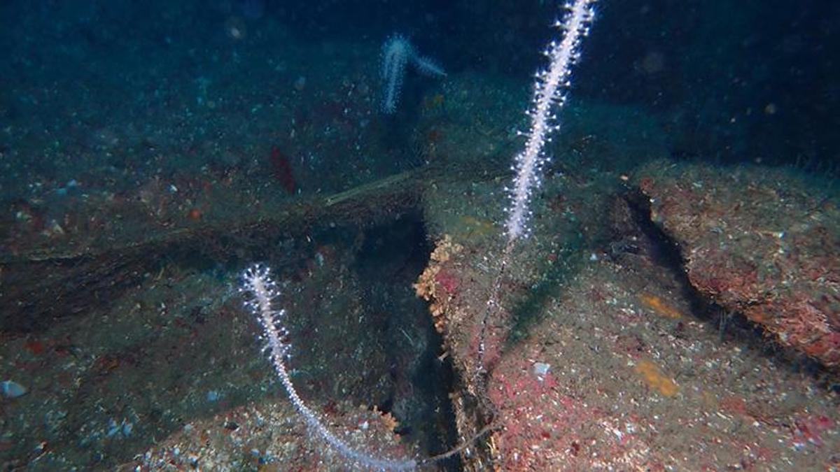 7 deniz canlısının avlanması ve satışına yasak getirildi