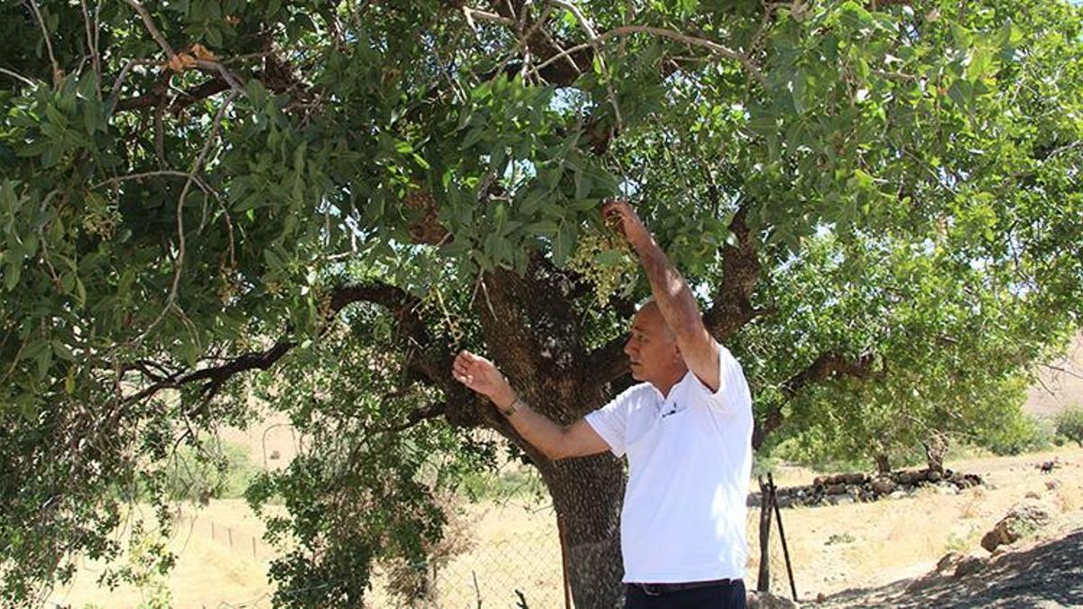 Altınla yarışıyor, fiyatı bu yıl 500 liraya yükselecek! 400 yıllık ağaç ilk günkü gibi ürün veriyor