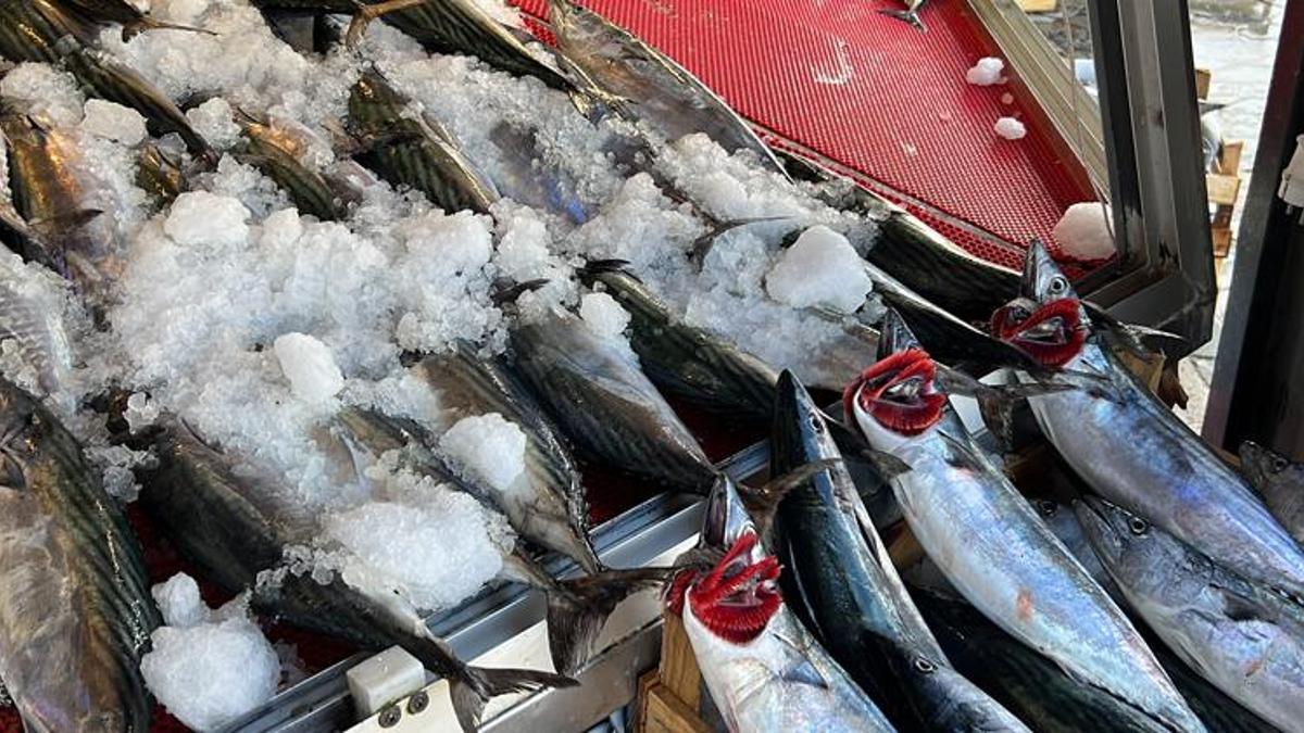Balık fiyatları düştü, palamut yok satıyor: 'Herkes çok rahatlık ile alıp yiyebilir'