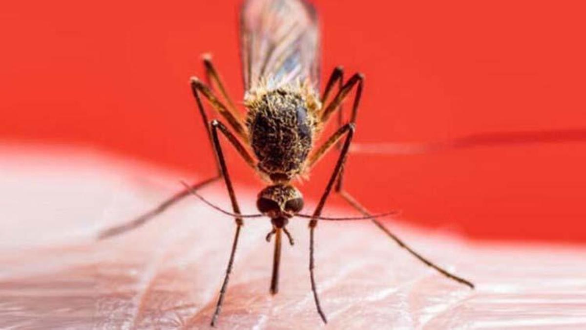 Aedes sivrisinek ısırığı belirtileri nelerdir, nasıl geçer, tedavisi ne? Aedes sivrisinek nedir?