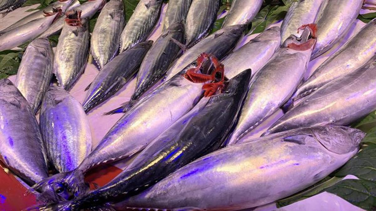 Palamut bolluğu yüzleri güldürdü! Kilo fiyatı düştü
