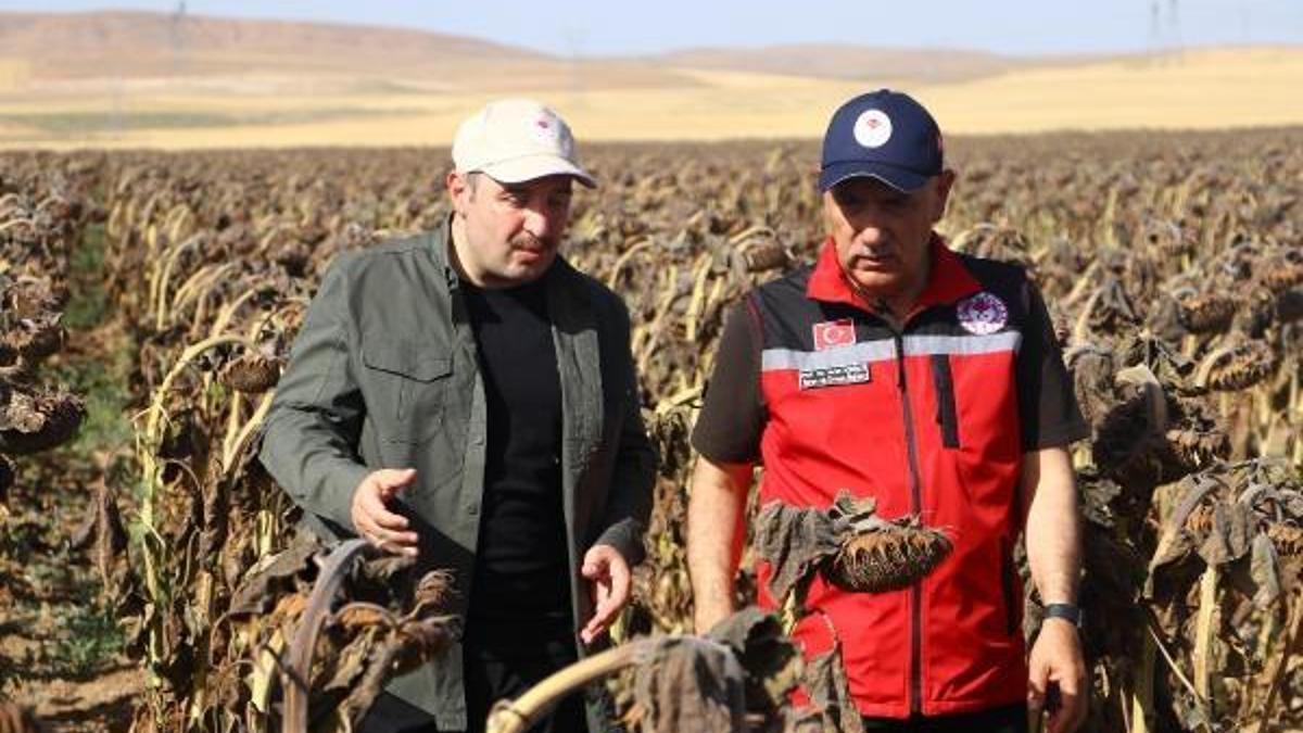 Varank ve Kirişci, ilk yerli hibrit ayçiçeğini hasat etti! Rekor bekleniyor