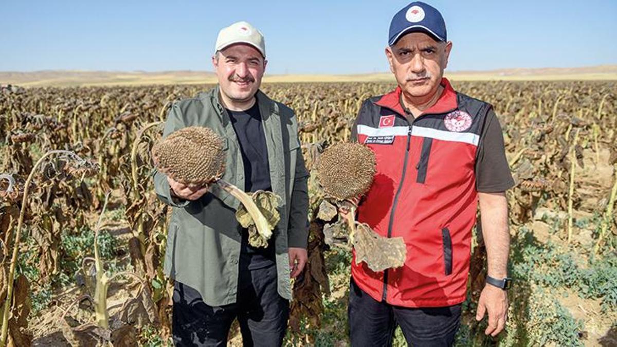 Yerli ve milli hibrit ayçiçeğinde ilk hasat!