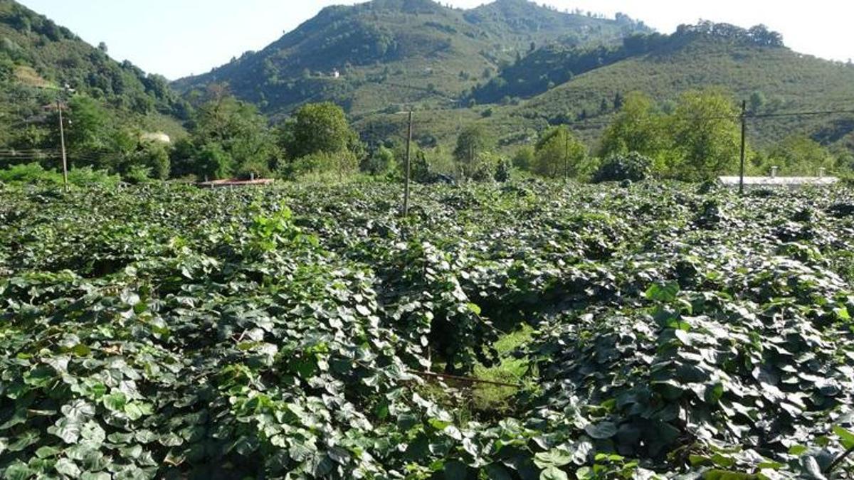 Kivide yeni sezonda fiyat beklentisi 20 TL