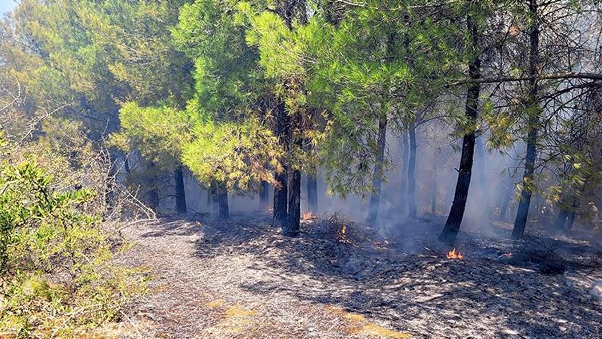 Manisa'da orman yangını