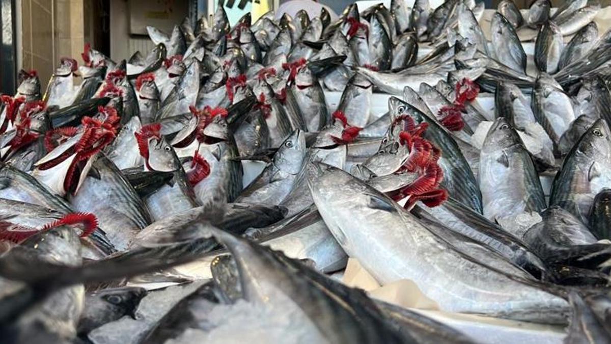 Balık fiyatları dibi gördü! Kilo fiyatı herkesi şaşırttı