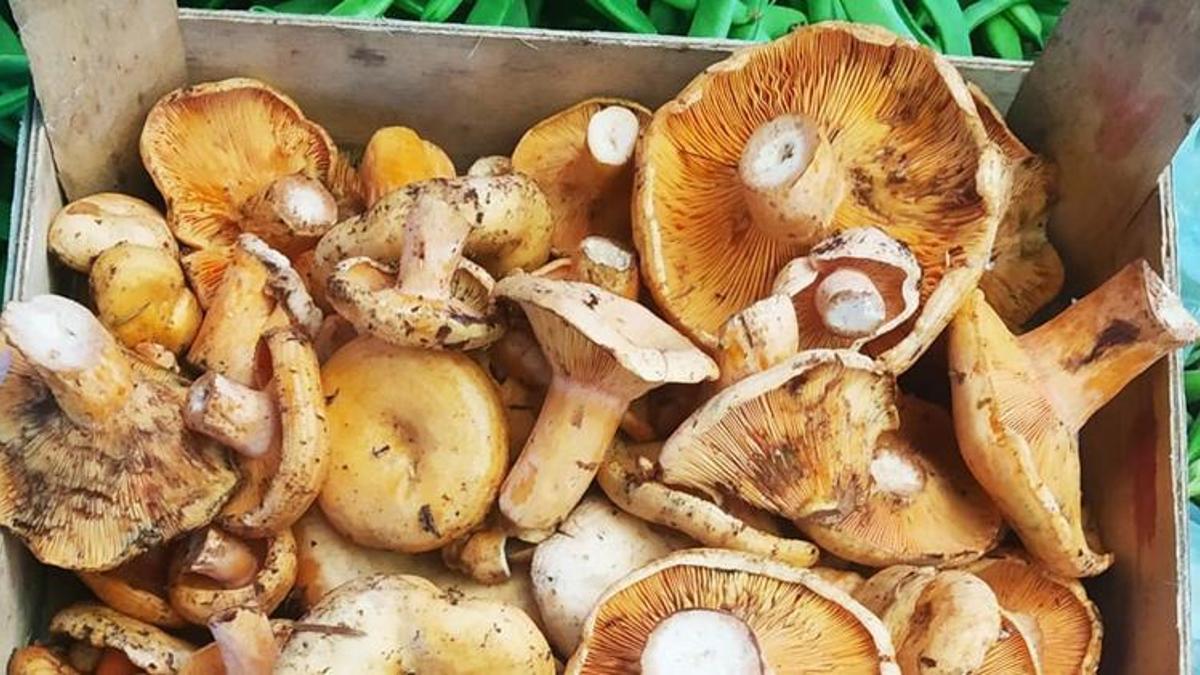 Kilosu 100 lira, tam bir protein kaynağı