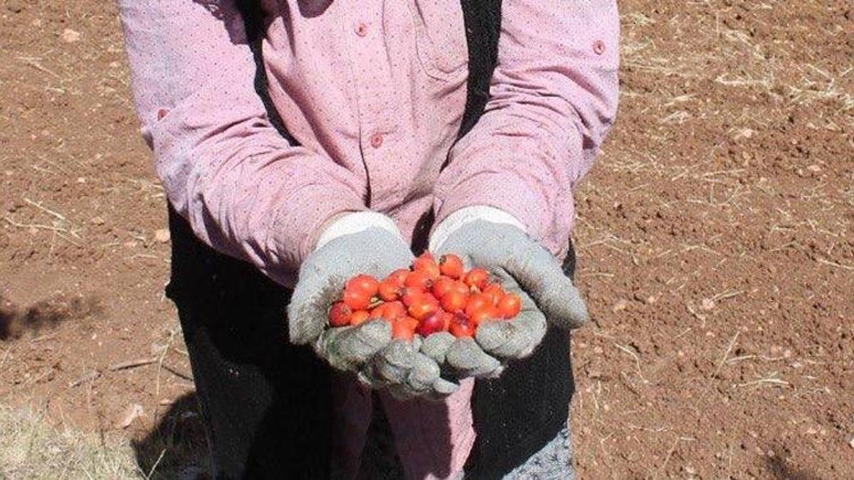 Her derde deva besin için zor mesai başladı