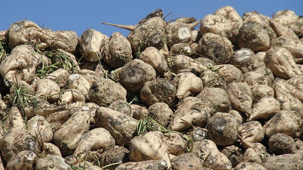 Şeker pancarı alım fiyatı belli oldu