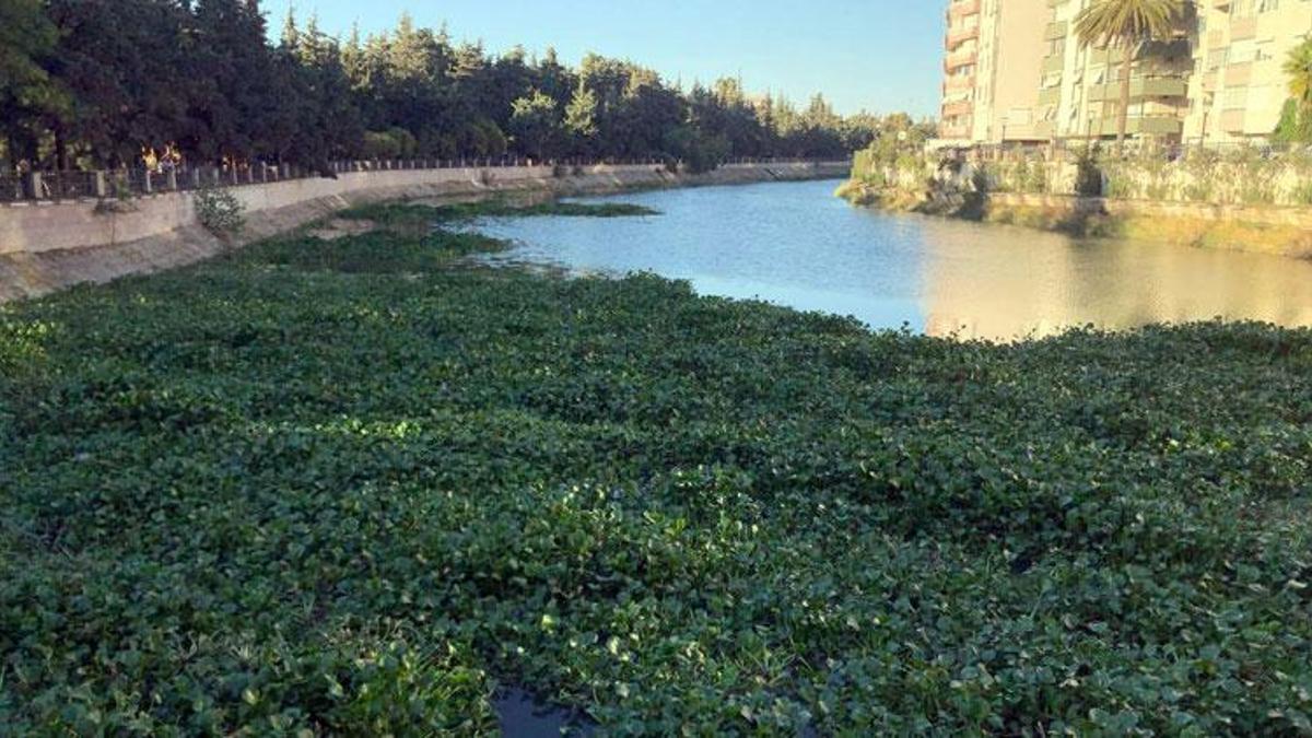 Asi Nehri'nde su sümbülü istilası