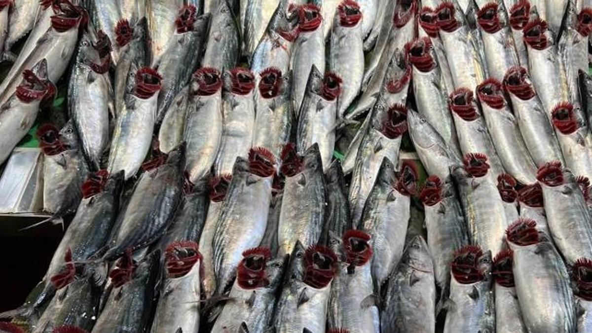 Palamut fiyatları dibi gördü! Balıkçılardan tavsiye geldi
