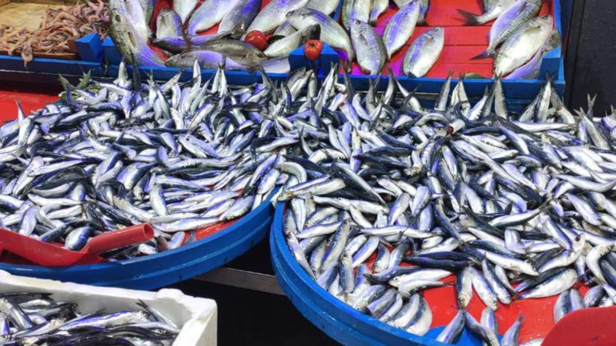 Balık fiyatları düştükçe düştü! Kilosu 20 lira
