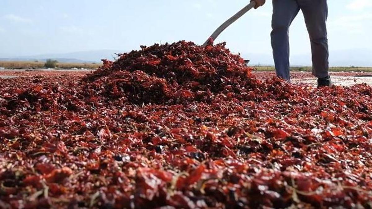 Tam bir C vitamini deposu! Bursa'dan dünya sofralarına ulaşıyor
