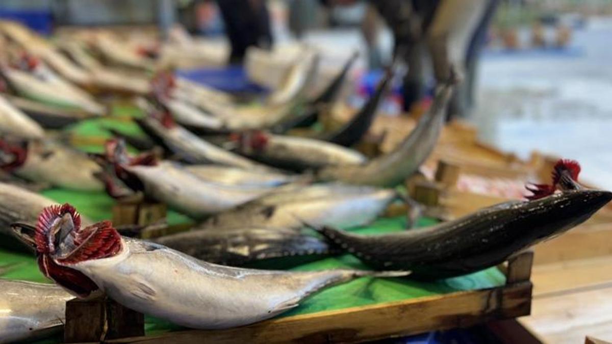 Tezgahlar palamut ile doldu taştı! Tanesi 50 lira