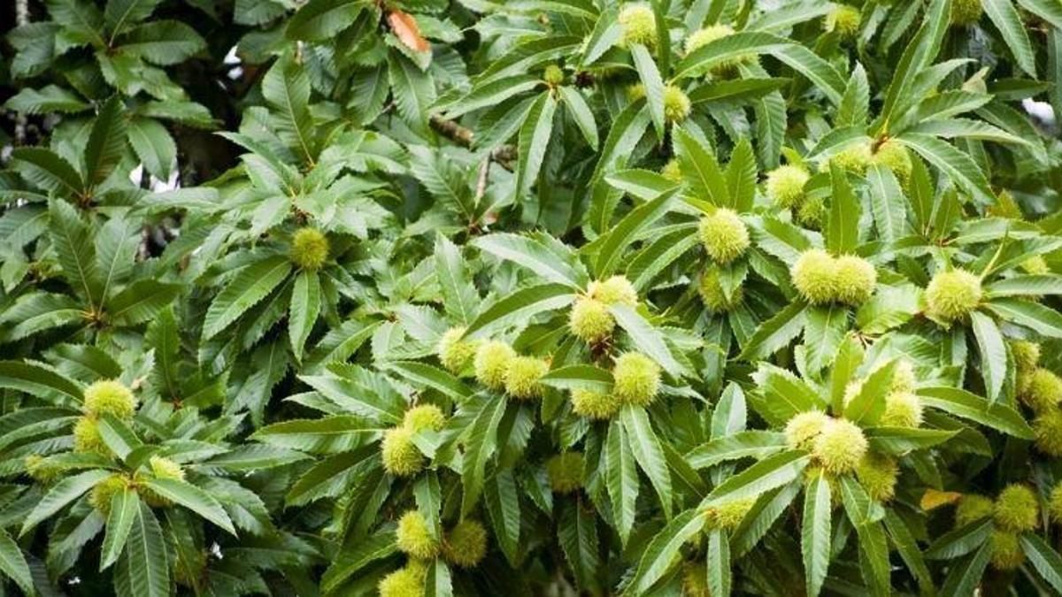 Kış mevsiminin vazgeçilmezi pazara indi, kilosu 45 TL