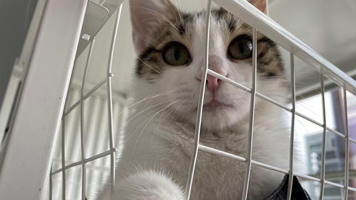 Evcil hayvanı olanlar dikkat! Son tarih 31 Aralık