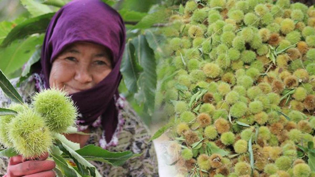 Toplaması zor, ormanda yetişiyor! Fiyatı 45 lira...
