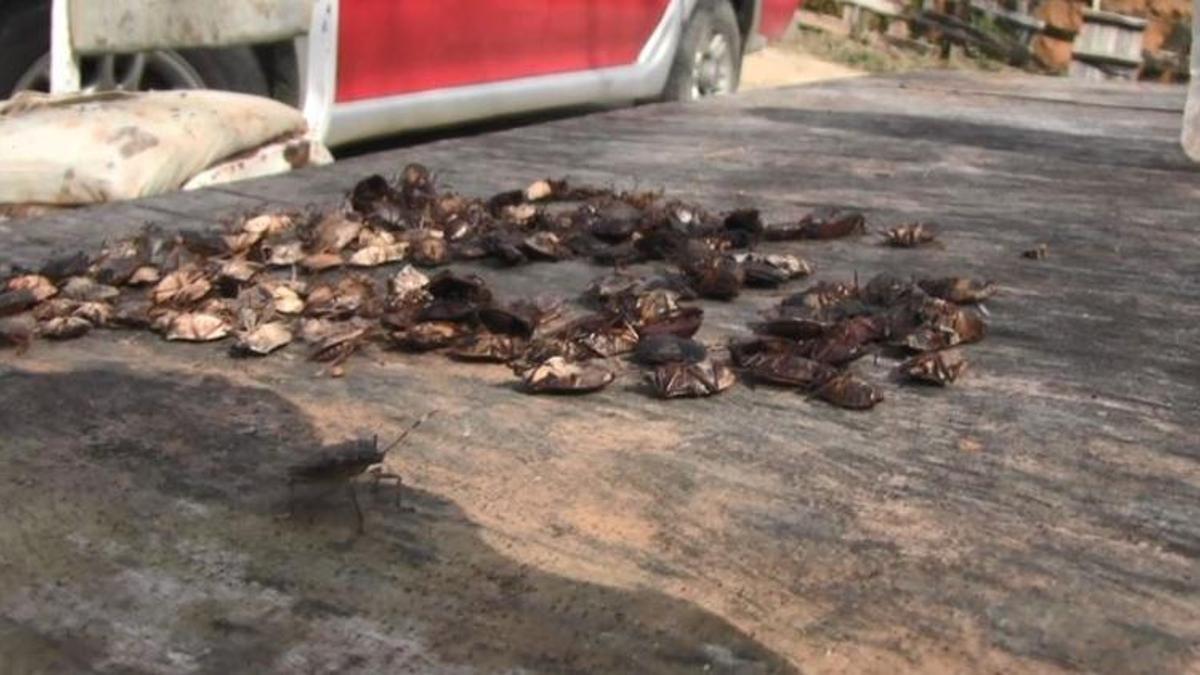 Koca köy alarma geçti! Kabusları oldu