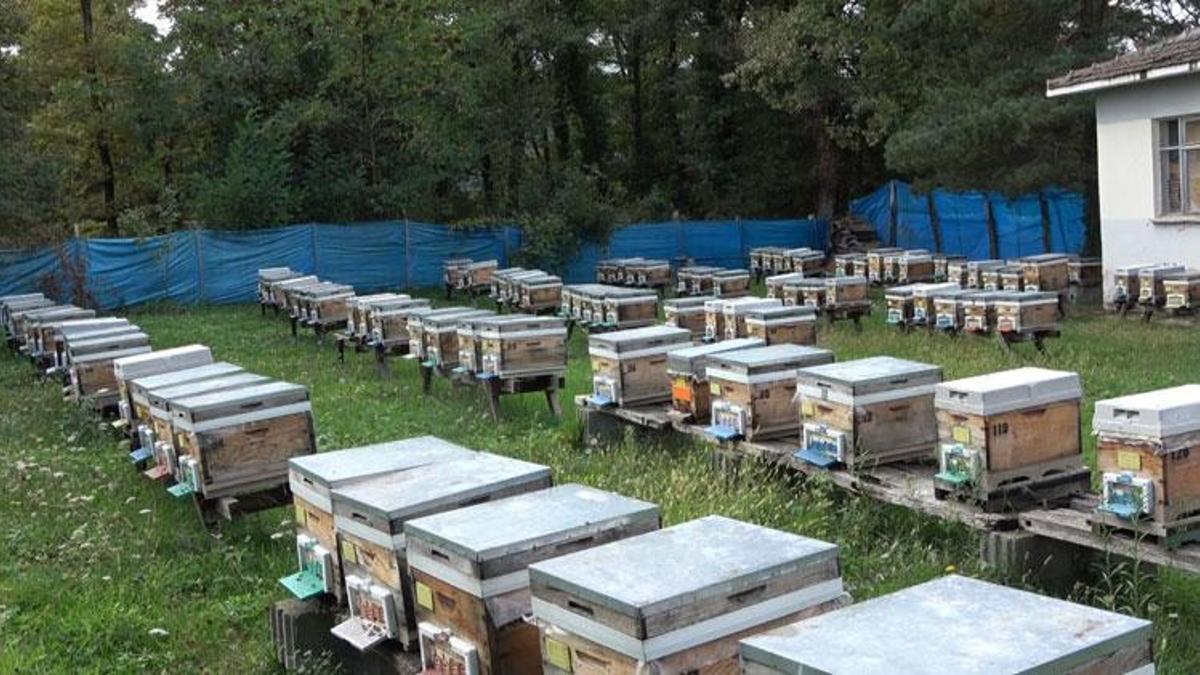 Doğal şifa kaynağı Sinop kestane balı 500-700 TL arasında satılıyor