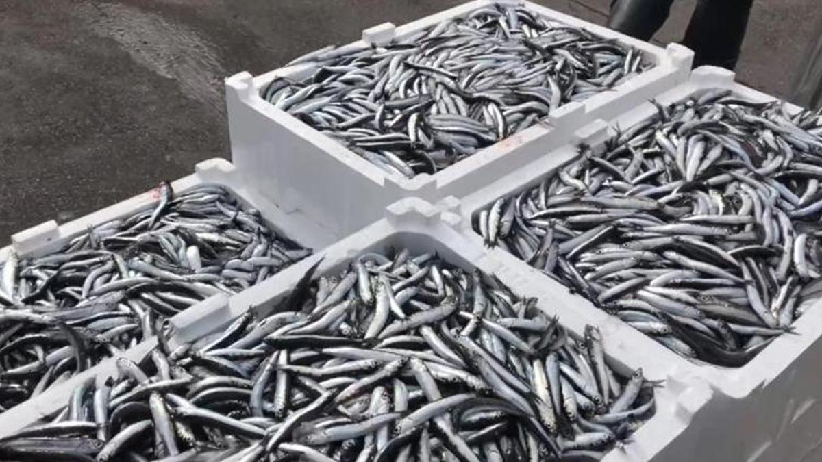 Marmara'da hamsi dönemi başladı! Kasa kasa getirdiler, kilo fiyatı belli oldu