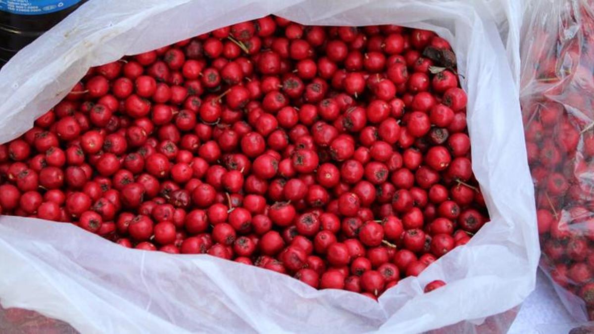 Kilosu 50 lira! Tam bir şifa kaynağı