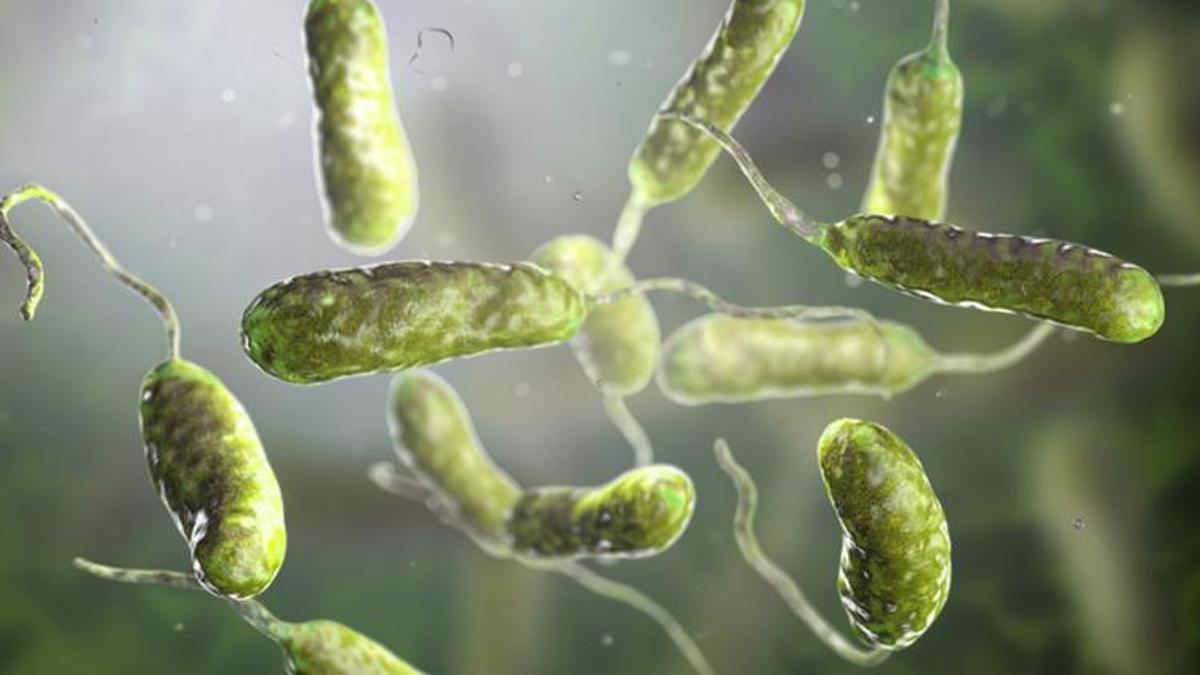 Et yiyen bakteri (Vibrio vulnificus) nedir? Et yiyen bakteri nasıl, nerelerden bulaşıyor? Et yiyen bakteri öldürür mü?
