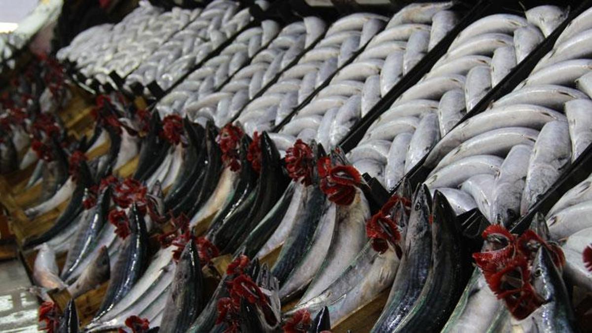 Balık fiyatları düştü! 70 liraydı, 25 liraya indi