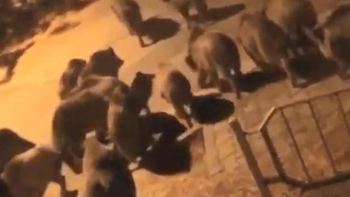 Bursa'da aç kalan domuzlar şehre indi