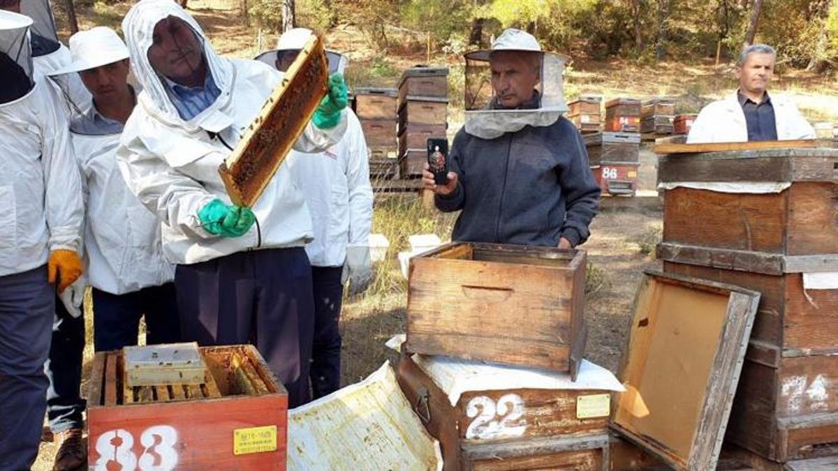 Türkiye dünyada 3.sırada..8 milyon koloni var