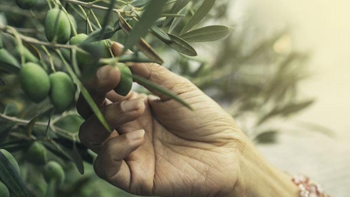 Marmarabirlik zeytin alım fiyatlarını açıkladı mı? 2022-2023 Marmarabirlik zeytin fiyatları, tavan ve taban fiyatları!