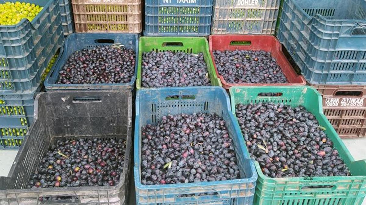 Tescilli sarıulak zeytini bahçede 20 lira