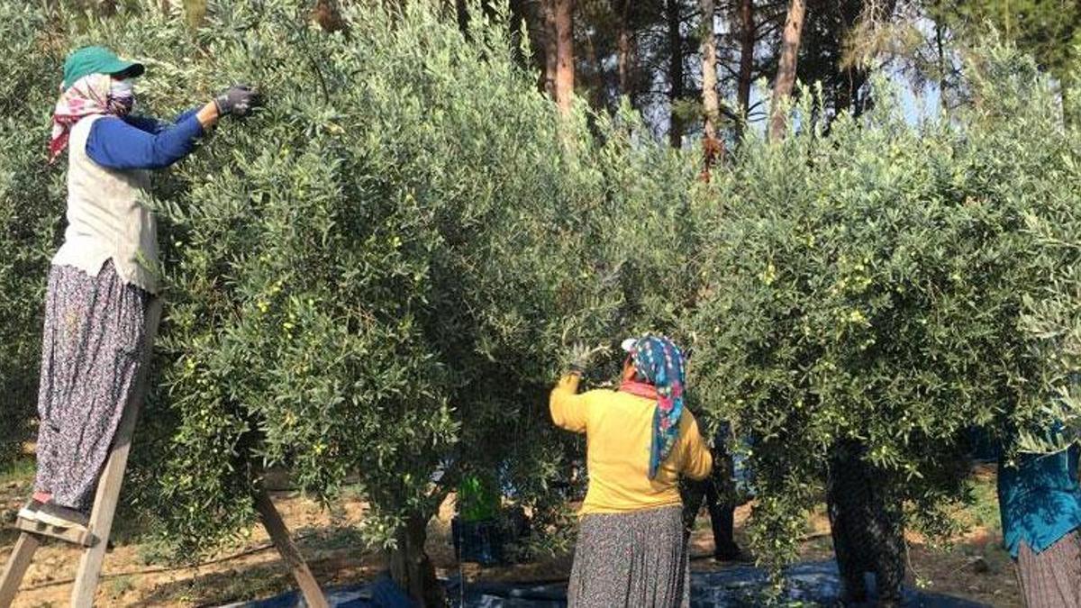 Tescilli sarıulak zeytini bahçede 20 lira