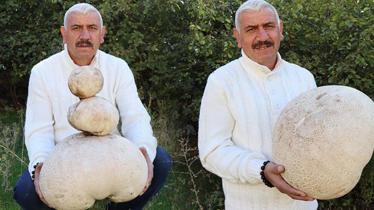Dağda buldu, görenler şaşkına döndü! Yaklaşık 9 kilo