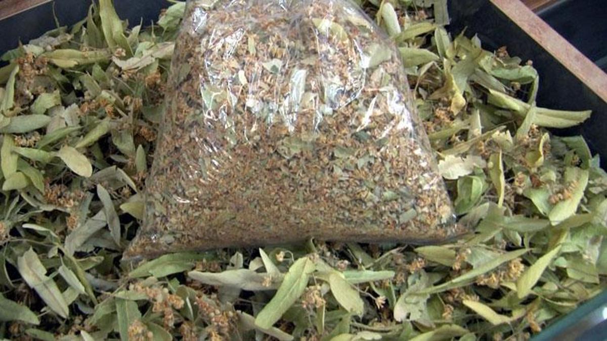 Ihlamurun kilosu 400 TL’ye satılıyor! 'Çok fazla bilinmiyor'